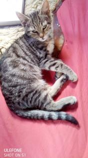 Kitten Maincoon-Russischblau-Hauskatze-Mix
