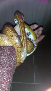 Kornnatter 3 Stück Schwarzweiß, Rotbraun und Natur