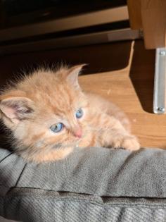 PerserMixKitten weiblich
