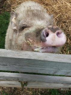 Hängebauchschwein