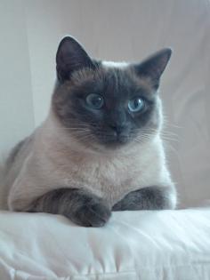 Thai Dame sucht - Thai Deckkater
