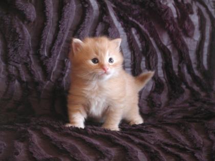 Sibirische Katzenbabies vom Ohlenberg