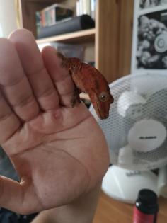 Gecko Hybrid Chahoua x Crested