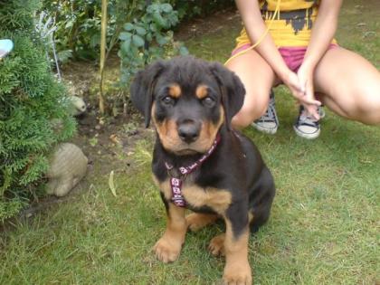 Liebes Rottweilermädchen, 6 monate, umstandshalber in gute Hände abzugeben
