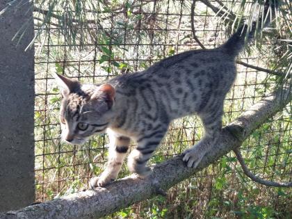 Reinrassige Bengal-Kitten
