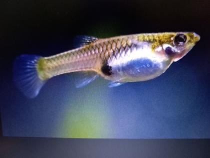 Guppy Weibschen Erwachsene Tiere 10 Stück