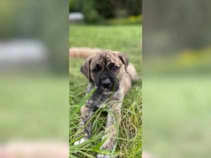 Amerikanische Bulldogge X Golden Retriever Mix welpen