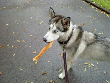 Münchner Husky sucht die große Liebe