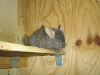 Drei Chinchillas suchen ein Zuhause
