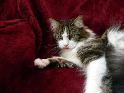 Reinrassige Maine Coon Lady