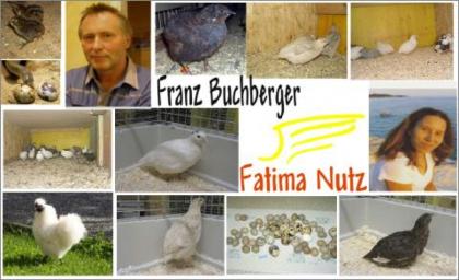 Alles rund um unsere Wachteln WACHTEL Co.