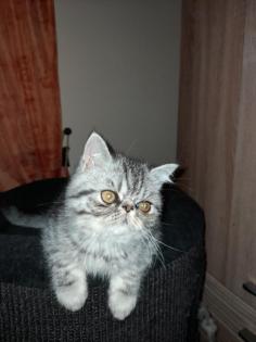 Exotic Shorthair Katerchen sucht liebes zu Hause