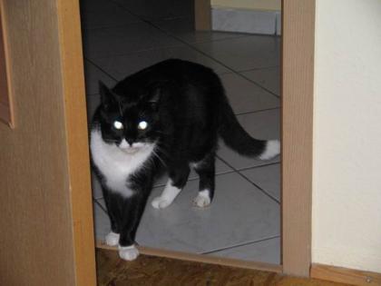 Achtung Kater entlaufen