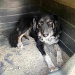 Bonnie sucht eine Familie