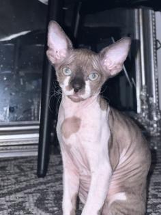 Super süße Can. Sphynx Kitten such ein Zuhause