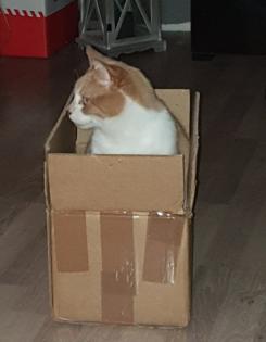 Schmusetiger suchen dringend neues zu Hause