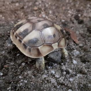 Griechische landschildkröte
