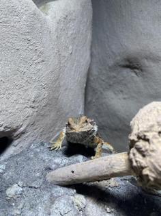 Bartagame inklusive Terrarium und Zubehör