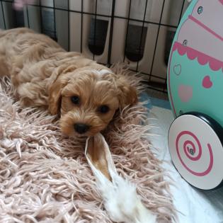 Maltipoo Welpen Rüde aprico