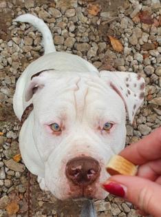 Englishbulldogge