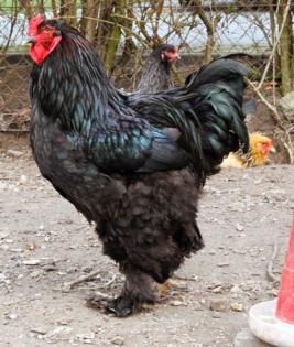 Verkaufe Brahma