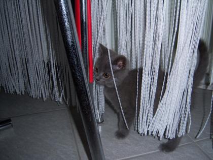 Kater 13 Wochen blau