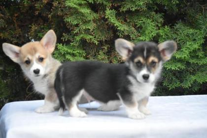 Welsh Corgi Pembroke