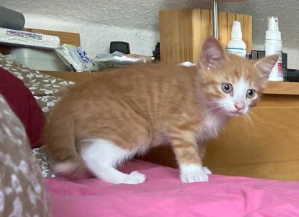Rote Kater Glückskatze - stubenreine, menschenbezogene Katzenbabys