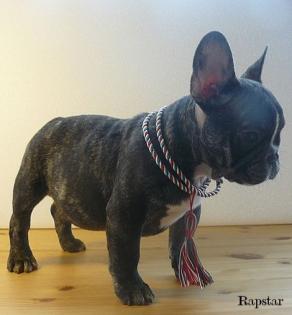 Franz Bully Welpen