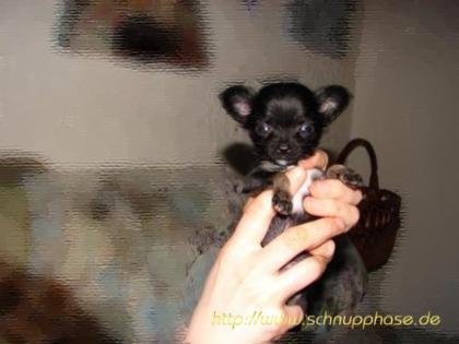 Chihuahua s
