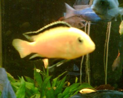 Malawi Blauer Beulenkopf Yellow