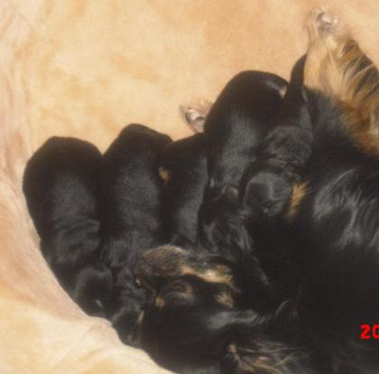Chihuahua Welpen suchen ab SOFORT neues liebevolles Zuhause