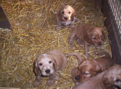 Süße English Cockerspaniel Welpen