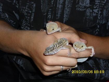 3 süße Geckos Terrarium