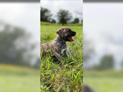 Amerikanische Bulldogge X Golden Retriever Mix welpen