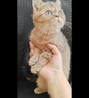 Süße bkh Kittens suchen liebevolle Zuhause