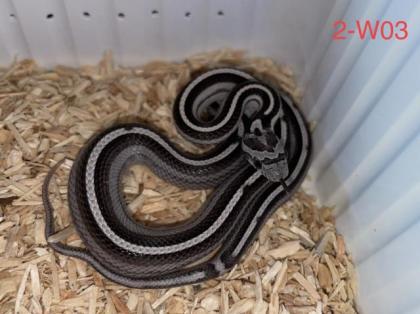 Kornnattern Nachzuchten 2022 - Anery Tessera Motley-x-Striped Sunkissed