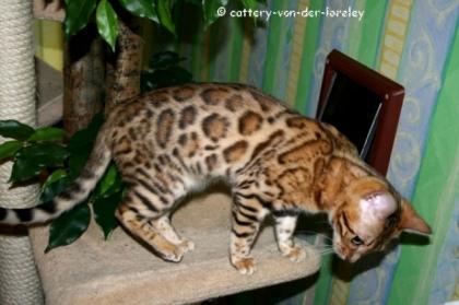 Exclusive Bengalkitten in verchiedenen Farben