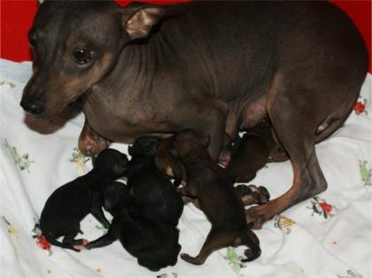 American Hairless Terrier