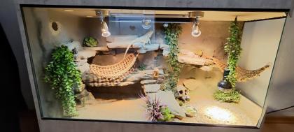 Terrarium mit Bartagamen Päarchen Premium Eigenbau, eyecatcher