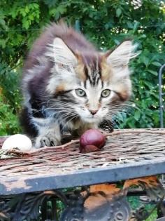 Maine Coon Kittenkater mit tollem Stammbaum jetzt Abgabe bereit
