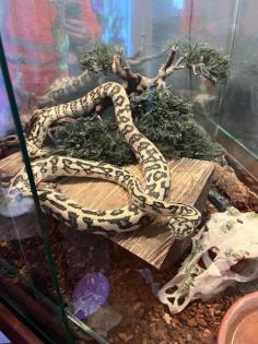 Teppichpython Jaguar - Morelia Spilota