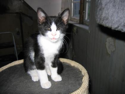 2 superliebe Kater 9 Wochen abzugeben