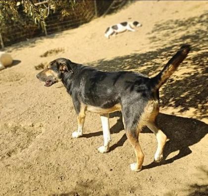 Billy sucht eine Familie