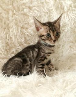 Reinrassige Bengalkitten mit Stammbaum Mini Leoparden