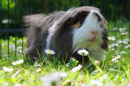 Meerschweinchen, Peruaner, Bock Elvis abzugeben