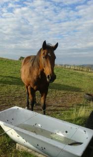 Biete RB auf QH Wallach