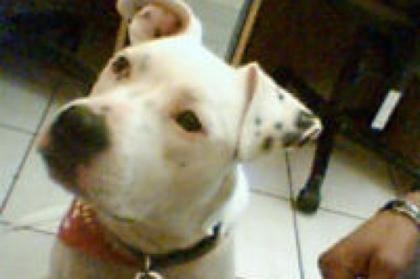 Doggo Argentinio Hündin 11 Monate in Niedersachsen gestohlen und nach Bayern Ver