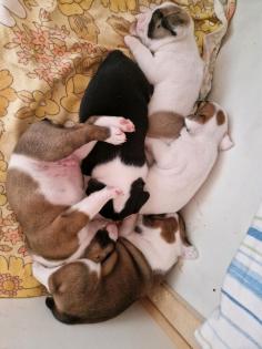 Bulldoggenmischlinge