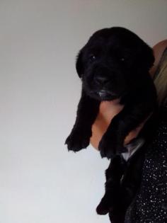 Labrador Welpen